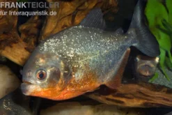 Roter Piranha, Serrasalmus nattereri