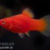 Roter Platy, Xiphophorus maculatus