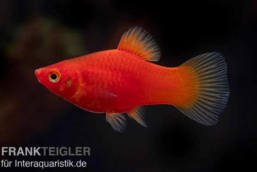 Roter Platy, Xiphophorus maculatus
