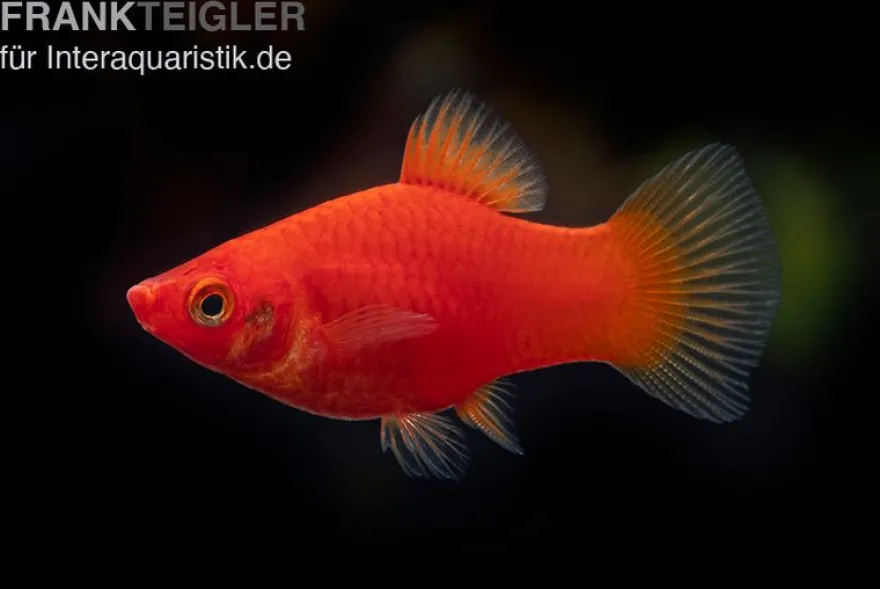Roter Platy, Xiphophorus maculatus
