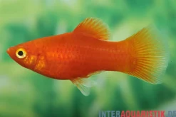 Roter Platy, Xiphophorus maculatus