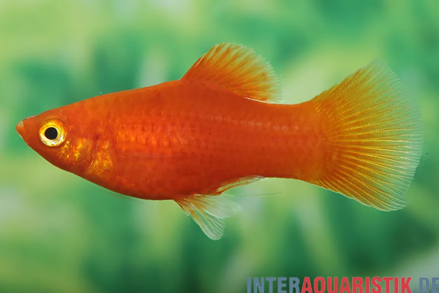 Roter Platy, Xiphophorus maculatus