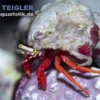 Roter Riffeinsiedlerkrebs, Paguristes cadenati