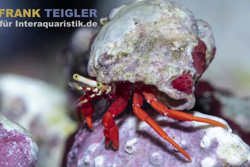 Roter Riffeinsiedlerkrebs, Paguristes cadenati