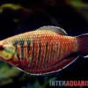 Roter Schokoladengurami, Sphaerichthys vaillanti