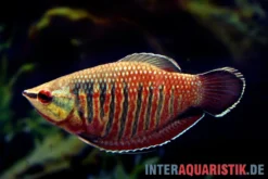 Roter Schokoladengurami, Sphaerichthys vaillanti