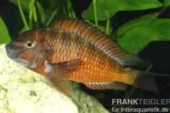 Roter Schwanzstreifen-Moorii, Tropheus moorii "Moliro", NZ