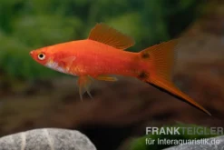 Roter Schwertträger Mickey Mouse, Xiphophorus helleri, Zufällig ausgewählt
