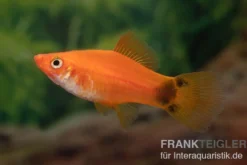 Roter Schwertträger Mickey Mouse, Xiphophorus helleri, Zufällig ausgewählt