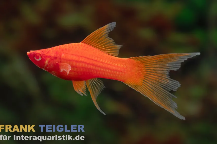 Roter Schwertträger Wiener Lyratail, Xipophorus helleri - Zufällig