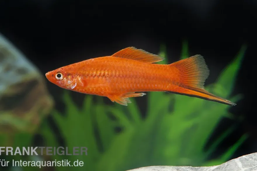 Roter Schwertträger, Xiphophorus helleri, Zufällig ausgewählt