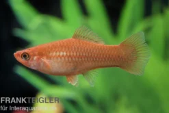 Roter Schwertträger, Xiphophorus helleri, Zufällig ausgewählt
