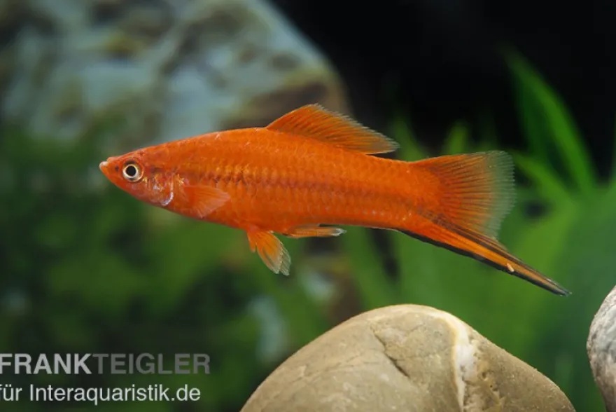Roter Schwertträger, Xiphophorus helleri, Zufällig ausgewählt
