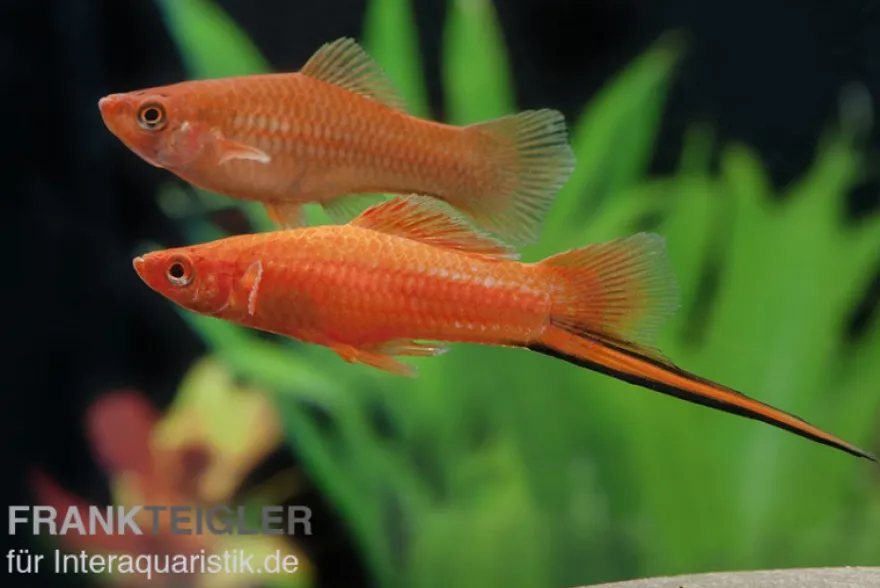 Roter Schwertträger, Xiphophorus helleri, Zufällig ausgewählt