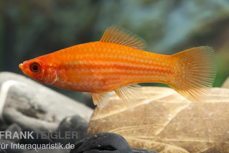Roter Schwertträger, Xiphophorus helleri, Zufällig ausgewählt