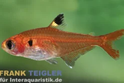 Roter Signalsalmler, Hyphessobrycon haraldschultzi