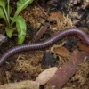 Roter Thailand-Tausendfüßer, Atopochetus spinimargo