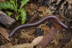 Roter Thailand-Tausendfüßer, Atopochetus spinimargo