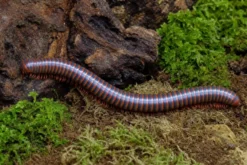 Roter Thailand-Tausendfüßer, Atopochetus spinimargo
