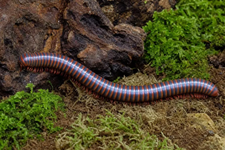 Roter Thailand-Tausendfüßer, Atopochetus spinimargo