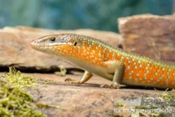 Roter Togo-Skink, Mabuya perrotetii