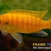 Roter Tropheops, Pseudotropheus tropheops "Red Fin"