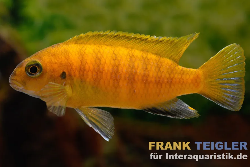 Roter Tropheops, Pseudotropheus tropheops "Red Fin"