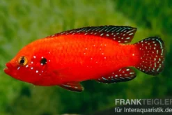 Roter-Turkana-Buntbarsch, Hemichromis exsul
