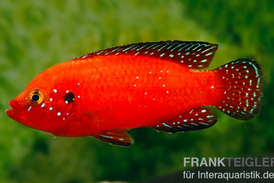 Roter-Turkana-Buntbarsch, Hemichromis exsul