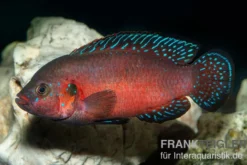 Roter-Turkana-Buntbarsch, Hemichromis exsul