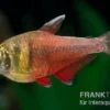 Roter von Rio, Hyphessobrycon flammeus