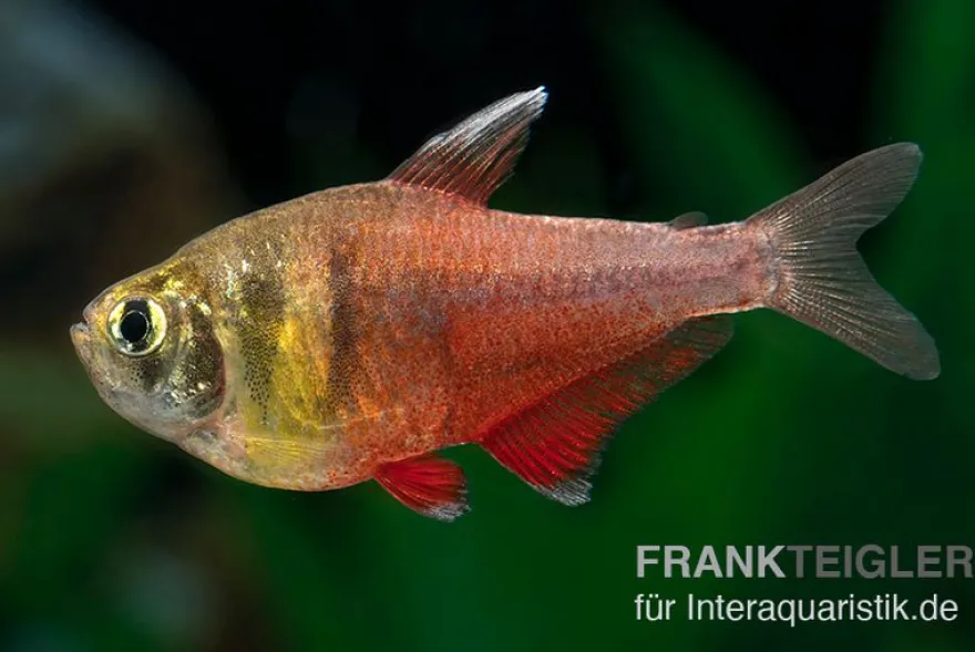 Roter von Rio, Hyphessobrycon flammeus