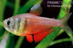 Roter von Rio, Hyphessobrycon flammeus