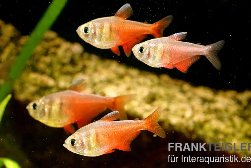 Roter von Rio, Hyphessobrycon flammeus