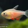 Roter von Rio orange, Hyphessobrycon flammeus orange