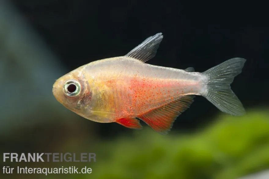 Roter von Rio orange, Hyphessobrycon flammeus orange