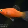 Roter Wagtail-Platy, Xiphophorus maculatus