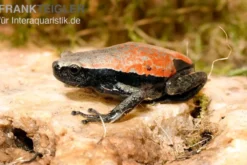 Roter Wendehalsfrosch, Phrynomantis microps