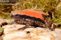 Roter Wendehalsfrosch, Phrynomantis microps