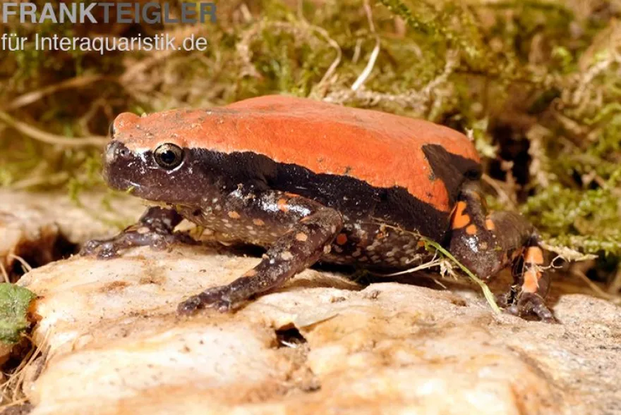 Roter Wendehalsfrosch, Phrynomantis microps