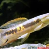 Roter Wolfsalmler sp. Peru, Erythrinus sp. Peru red