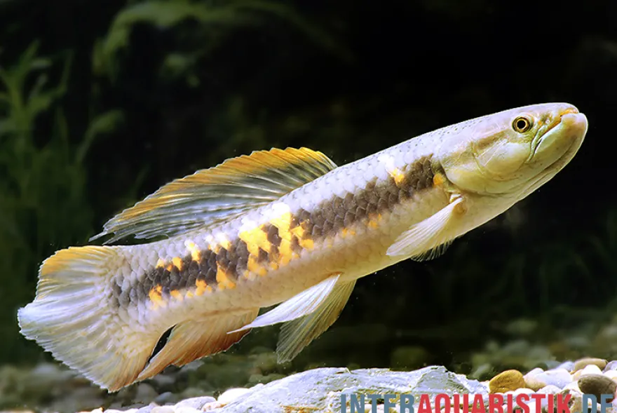 Roter Wolfsalmler sp. Peru, Erythrinus sp. Peru red
