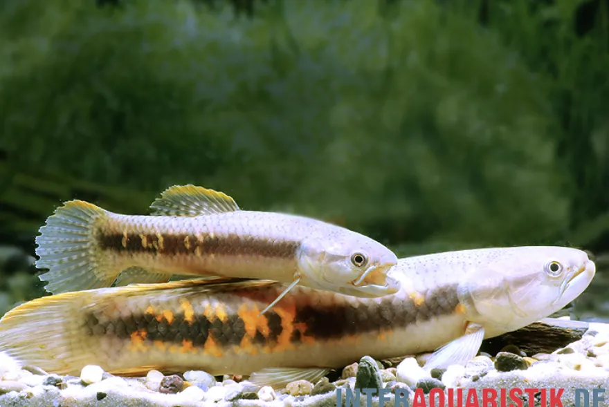 Roter Wolfsalmler sp. Peru, Erythrinus sp. Peru red