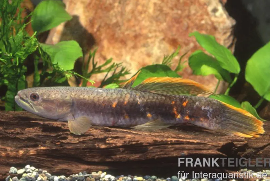 Roter Wolfsalmler sp. Peru, Erythrinus sp. Peru red