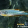 Roter Zebrabärbling, GESTREIFTE FORM, Danio quagga