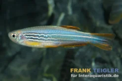 Roter Zebrabärbling, GESTREIFTE FORM, Danio quagga
