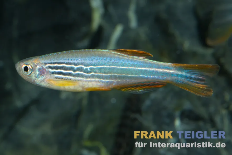 Roter Zebrabärbling, GESTREIFTE FORM, Danio quagga