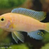Roter Zebrabuntbarsch, Pseudotropheus estherae "rot-rot", DNZ