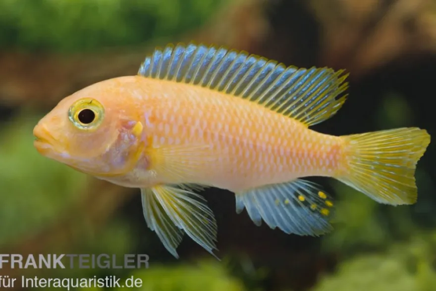 Roter Zebrabuntbarsch, Pseudotropheus estherae "rot-rot", DNZ