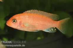 Roter Zebrabuntbarsch, Pseudotropheus estherae "rot-rot", DNZ